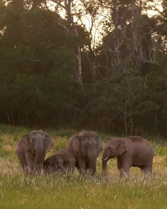 wildlifejosh A family of Asian Elephants grazing in the setting sun 🐘🌅