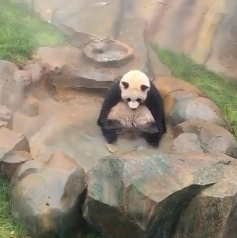 babyanimalgifs: A panda sitting in a pool twiddling its legs  (Source) 