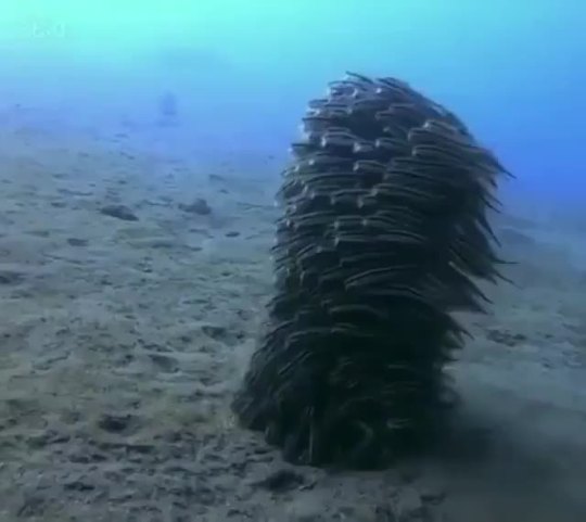 jordinaryguy:ansure:marinella-ela:These sea cucumbers seem to be headed in the same direction? Not to fast I would say! Interesting!