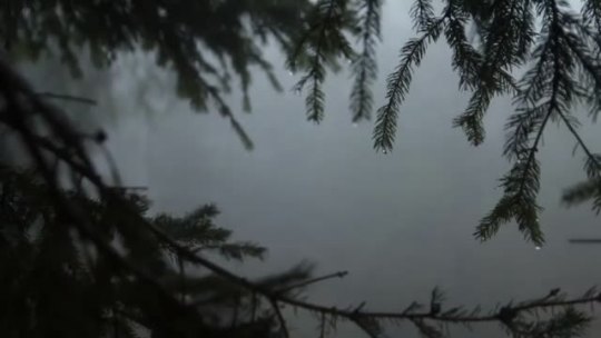 Forest Rain by Relaxing Sounds of Nature