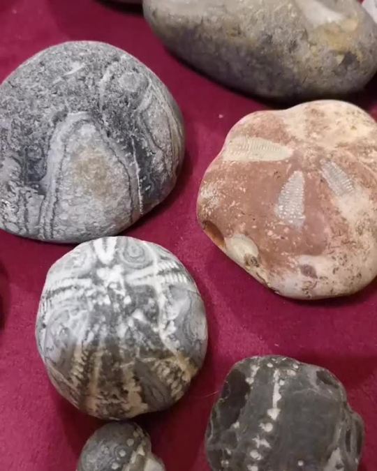 elise_by_the_seaside Being a total nerd and sorting through my fossils after watching a David Attenborough documentary. I've...