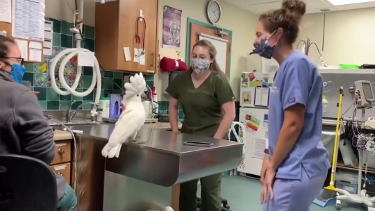 babyanimalgifs:  “Meet Sydney, a male umbrella cockatoo socializing with Vet Hospital Staff”  (Source) 
