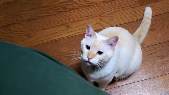 straycatj:すわるー！オレをすわらせるです！！I wanna sit! Let me sit on you! 