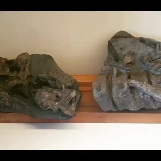 jurassicrann Two vertebrae bone blocks from the Yorkshire Jurassic coast from two extinct marine reptiles that hunted in our...