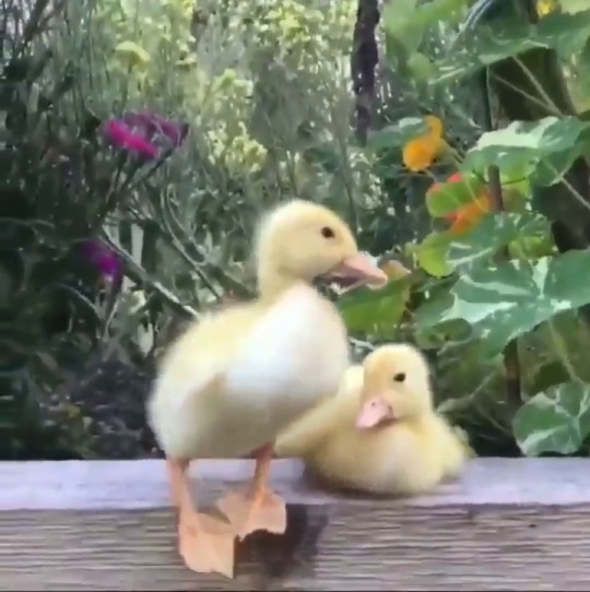 thesassyducks:  Close call! 🐣 (via)