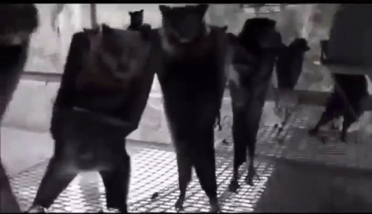 gryphye: sirfrogsworth:  BAT RAVE ACTIVATE  Complete with everyone crowded around