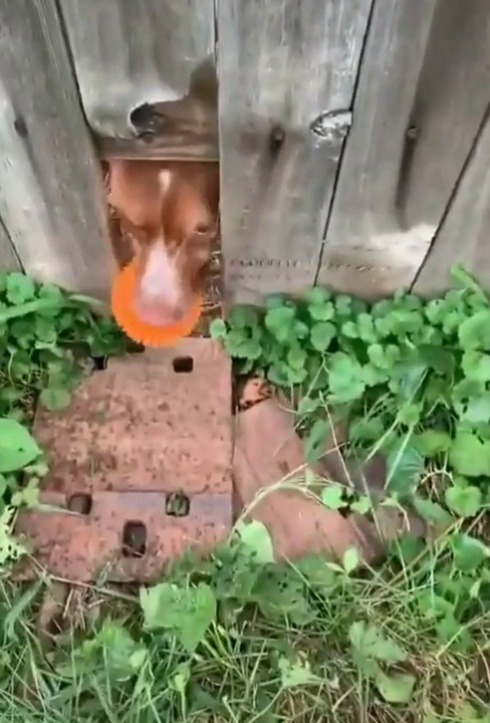 everythingfox:  Best neighbour