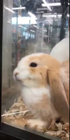 thesassybunnies:Bunny Marshmallow (via)
