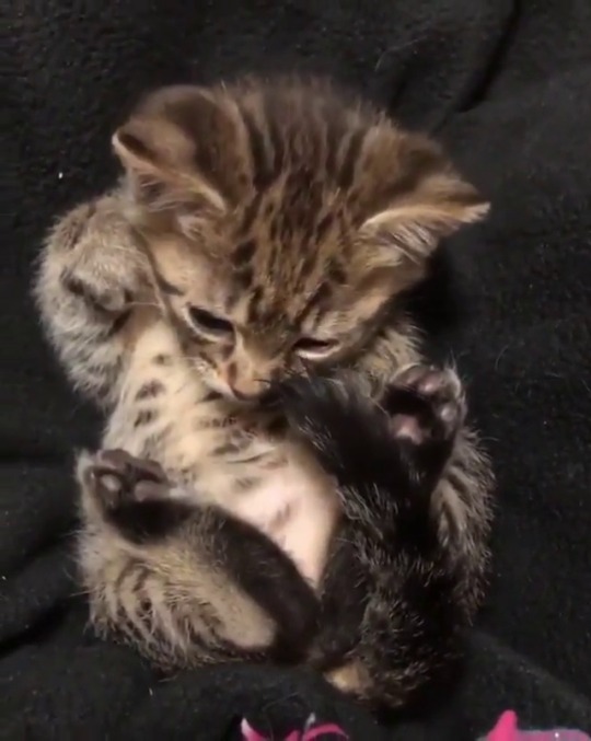 catsofinstagram: From @love2foster: “How is it possible to be this cute?” #catsofinstagram  [source: https://instagr.am/p/CEdVV-kobSP/ ] 