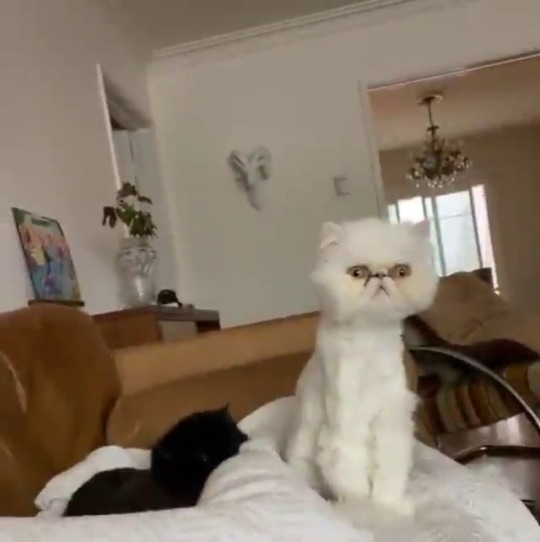catsofinstagram: From @the_winslow_arizona: “How long was I asleep ?!?” #catsofinstagram  [source: https://instagr.am/p/CEerYo9gMaQ/ ] 