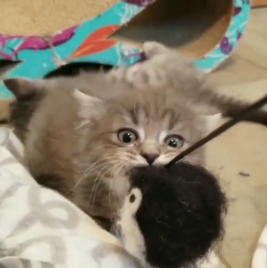 catsofinstagram: From @nxxbliss.fosters: “What do you mean you think I’m being being obsessive? I just want it NOW!” #catsofinstagram  [source: https://instagr.am/p/CEes4eqgs5O/ ] 