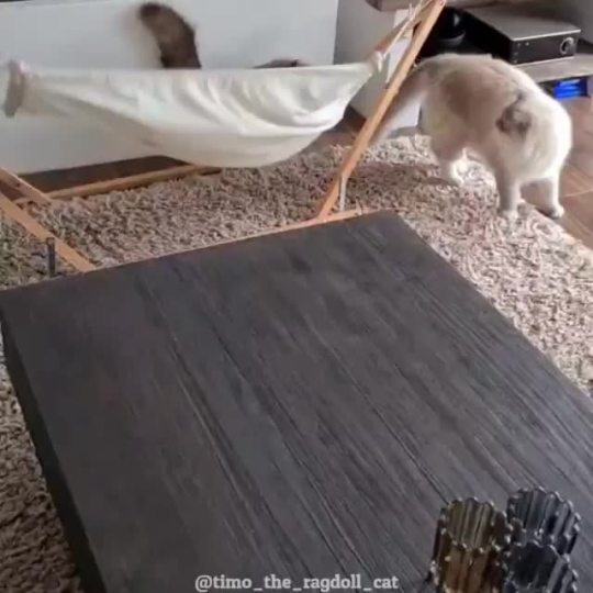 Hammock time. (via timo_the_ragdoll_cat)
