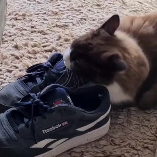 Stinky shoes! (via timo_the_ragdoll_cat)