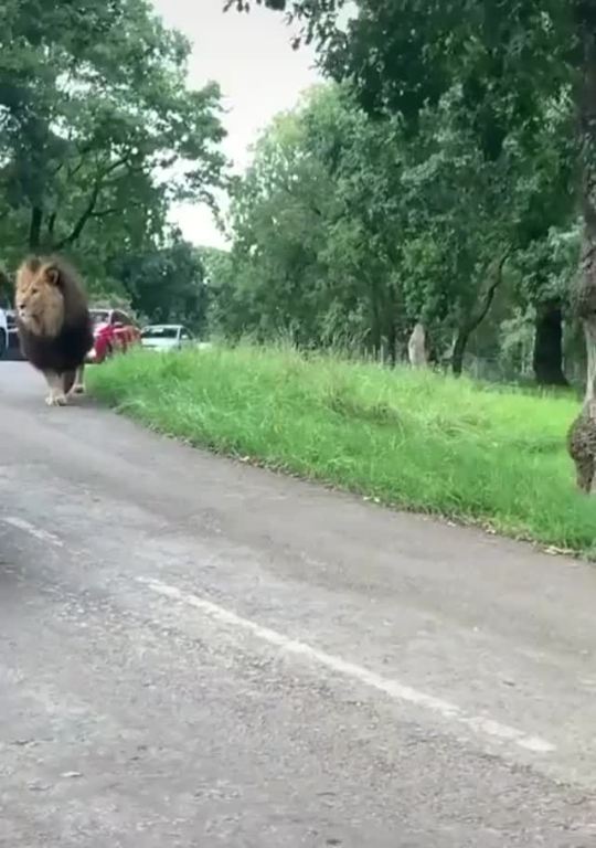 The massive size of this lion walking through traffic Source