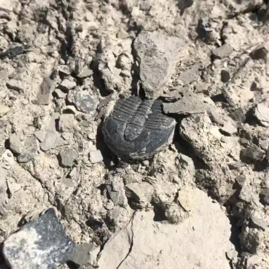 fossilogic Took some family out to collec #trilobites yesterday. Had a very good day. Found over 100 complete or nearly...