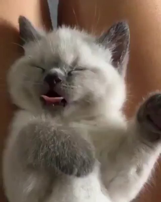 everythingfox:Mlem(via)