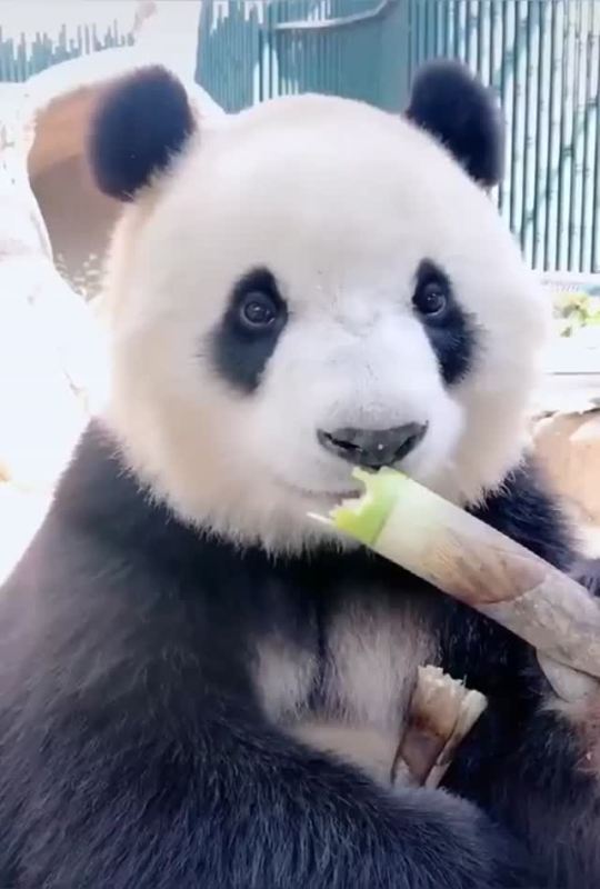 bogleech:uquen:I somehow just realized I have never in my entire life seen a panda this clearly? Any image or video I can recall was usually lit starker so you couldn’t easily make out the eyes and the panda was kind of facing down or off to the side.