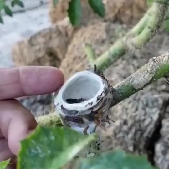 Hummingbird babies.