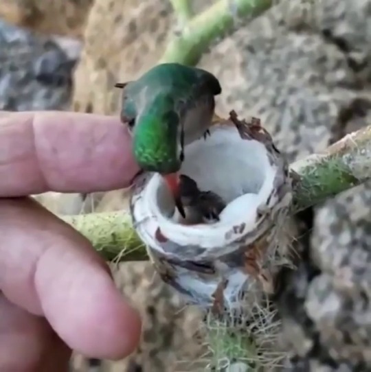 thenatsdorf:  Hummingbird babies.