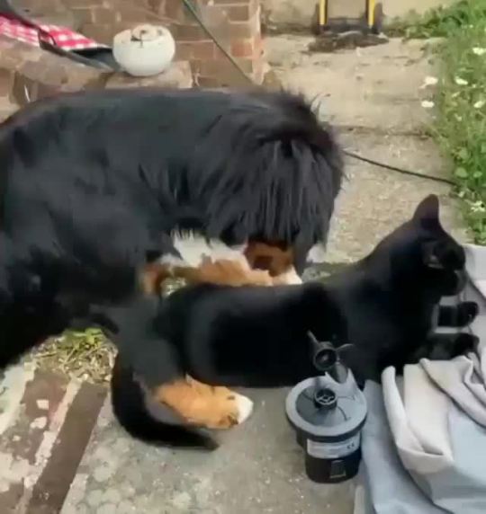 “I pet da kitty”