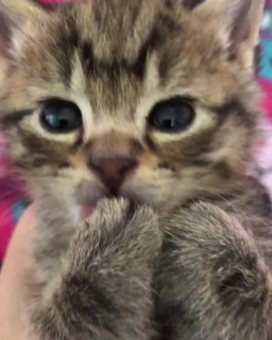 You need this. Trust me. (via love2foster)