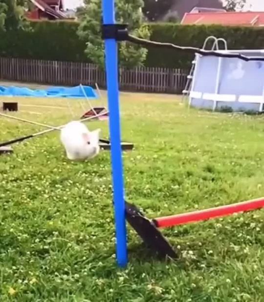 The winner of this year’s Bunny Olympics high jump (Source)