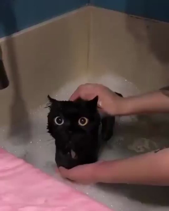 everythingfox:Black hole getting washed(via)