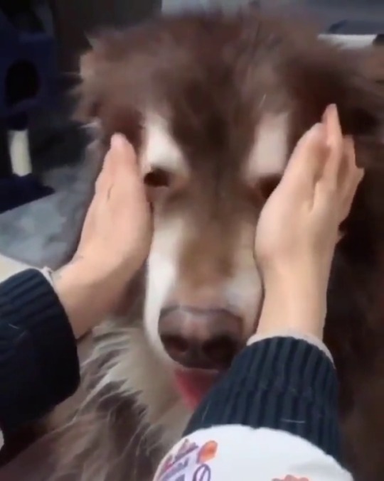 everythingfox:  all fluff