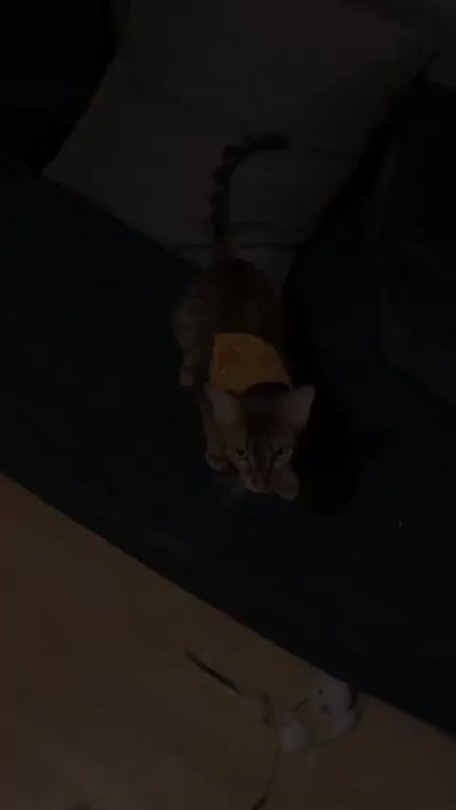 First catnip experience. (via evraelthecat)