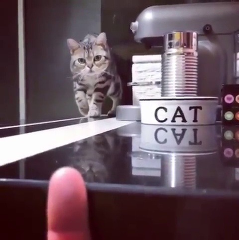 catsofinstagram: From @vogueandvanillasisters: “Vogue acting on Basic Instinct