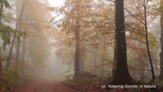 Rainy Autumn Forest by Relaxing Sounds of Nature