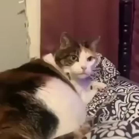 “Human, stop doing that” (audio is worth it, press play)