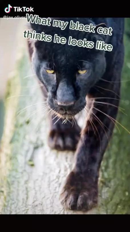 Panther inside. (via jax.oliver)