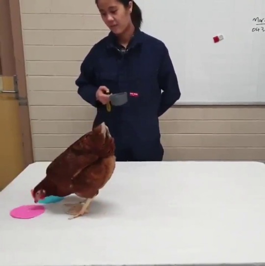 bekstek:oh-yeaahhhh:An interesting example of reinforcement learning 