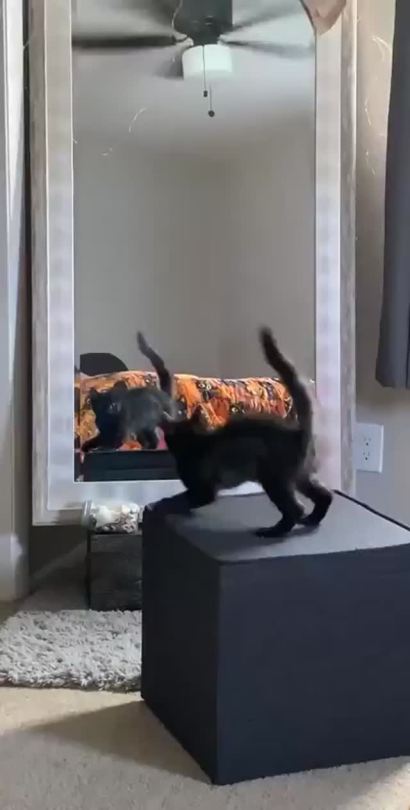 Checking out his best moves in the mirror.