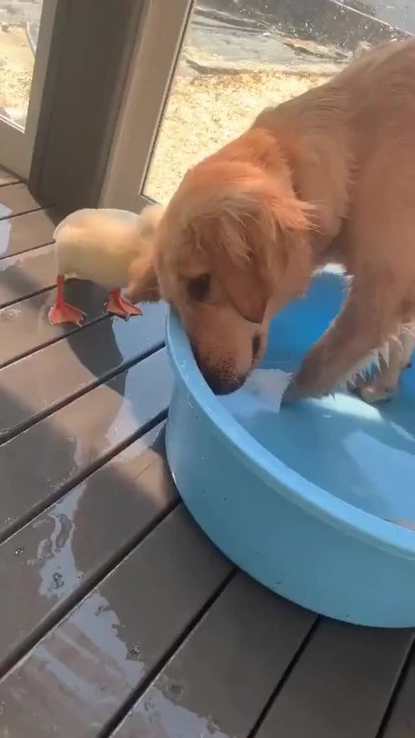 “Get outta my pool!”