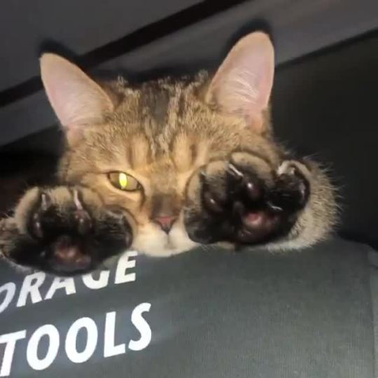 Please paws here. (via morae_2020)