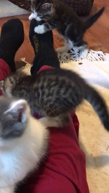 Foster kittens take over (via fosterfurfam)