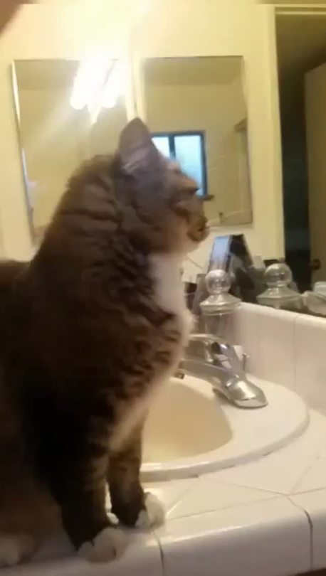 Cat learns to high-five. (via natgo1901)