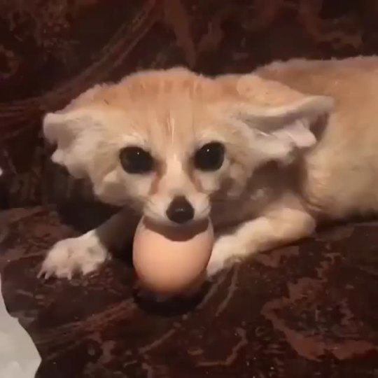 Egg thief! (via julia_mueller_fox)