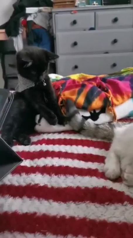 Kitten regrets touching cat’s tail.