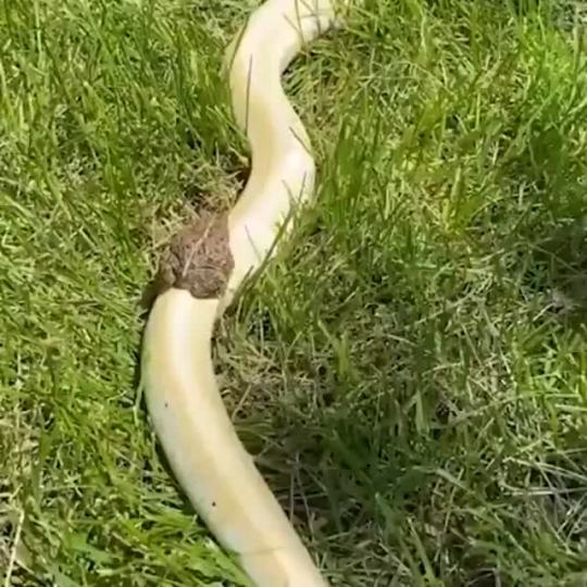Here’s a toad riding a snake (via)