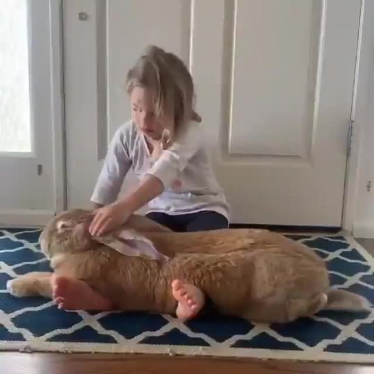 A girl petting her giant Flemish rabbit (Source)