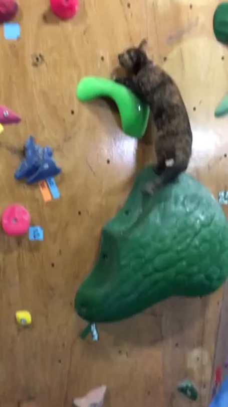 “Lala, the rescue cat, shows off her amazing rock climbing talent“ (Source)