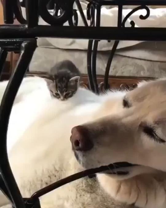 Kitty Finding a New Place to Sleep (Source)