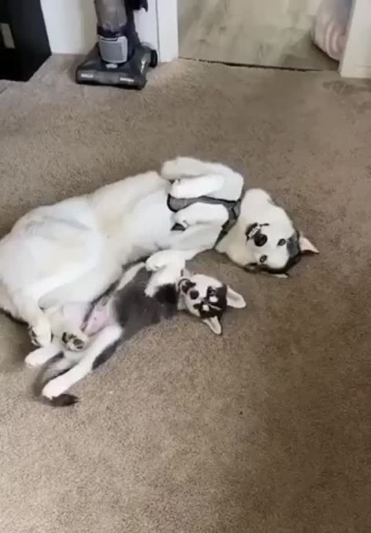 It’s in the goofy genes (via)
