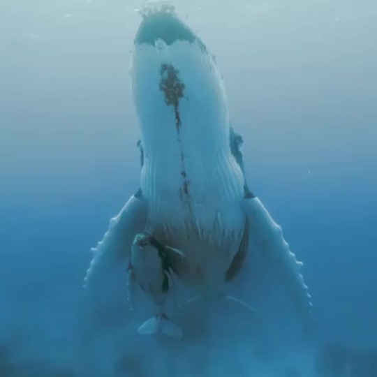 “Whale sounds are the most relaxing sounds on this planet” (via)