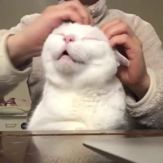 “Ahhhh yes, that’s the spot” (Source)