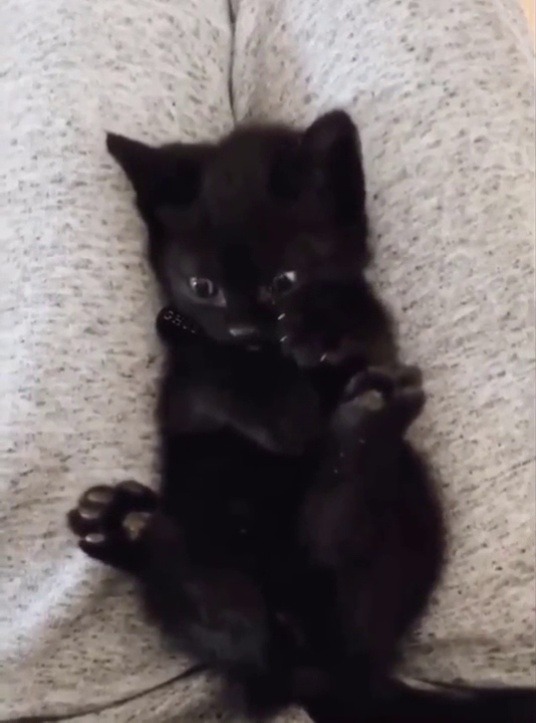 justcatposts:  Kitten discovering that he has feet (via)