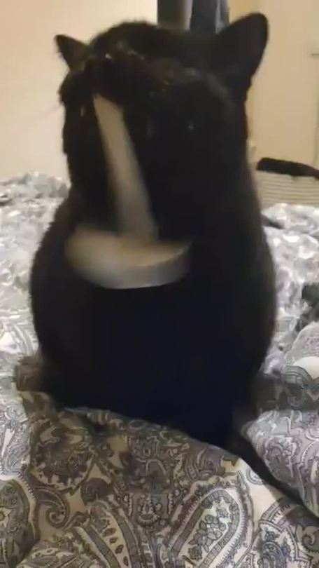 doggers002:another-random-dom-3:everythingfox:Diesel engine kittyThis one sparks joy. :-)Caturday fun